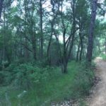 Cazorla 2016 - 5