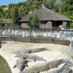Crocodile Park Nursery 3
